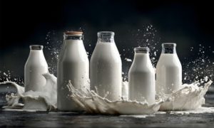 Pronampe 🌱 Programa oferece capital de giro, prazos ampliados e juros reduzidos para produtores de leite catarinenses.