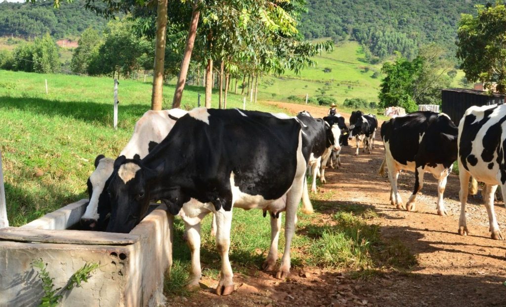 Menor captação melhora preços do leite, mas realidade econômica ainda preocupa produtores.