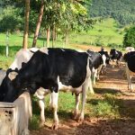 Menor captação melhora preços do leite, mas realidade econômica ainda preocupa produtores.