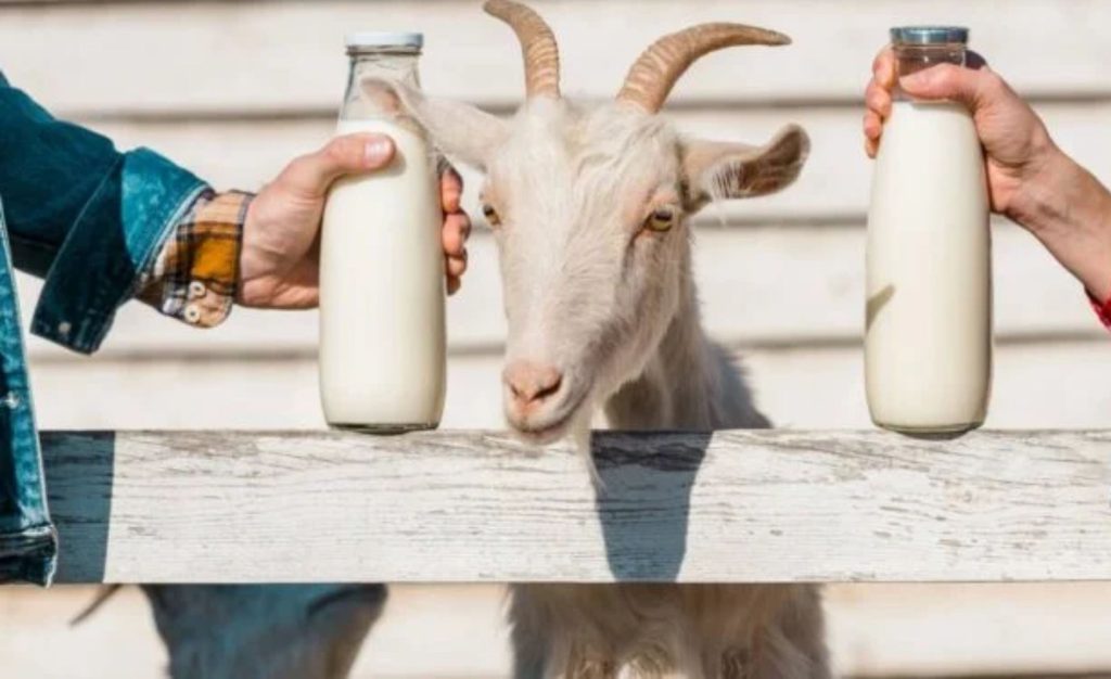 🐐 Um laticínio menos popular começa a ganhar espaço por combinar sabor diferente e benefícios digestivos. iogurte
