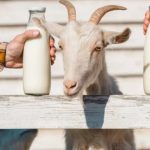 🐐 Um laticínio menos popular começa a ganhar espaço por combinar sabor diferente e benefícios digestivos. iogurte