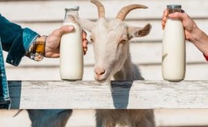 🐐 Um laticínio menos popular começa a ganhar espaço por combinar sabor diferente e benefícios digestivos. iogurte