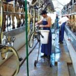 Produtores alertam para perda de diferencial e novos desafios comerciais ⚖️ Uruguai