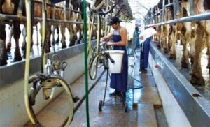 Produtores alertam para perda de diferencial e novos desafios comerciais ⚖️ Uruguai