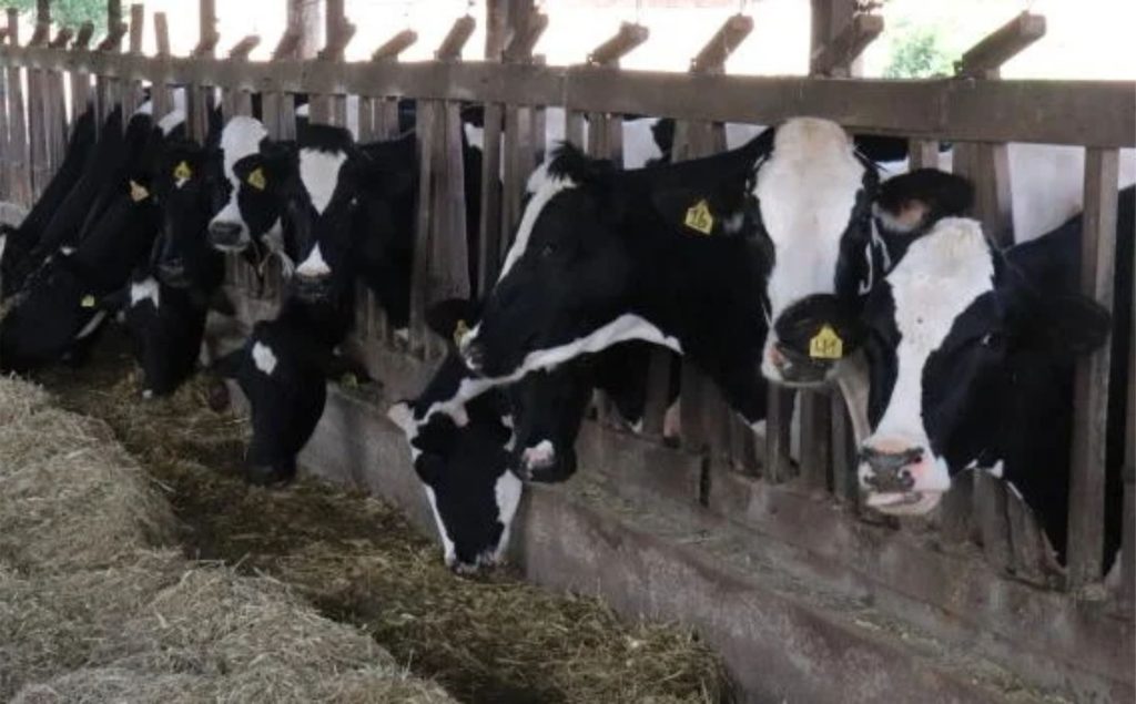 Após meses de perdas, setor leiteiro aposta na sazonalidade para recuperar rentabilidade