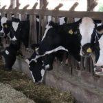 Após meses de perdas, setor leiteiro aposta na sazonalidade para recuperar rentabilidade