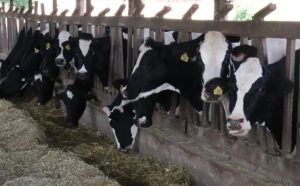 Após meses de perdas, setor leiteiro aposta na sazonalidade para recuperar rentabilidade