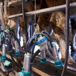 Nova associação de leite em Concórdia busca reação coordenada Associação 🌱 Foco em sucessão, capacitação e mercado marca nova fase do leite em Concórdia