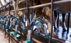 Associação 🌱 Foco em sucessão, capacitação e mercado marca nova fase do leite em Concórdia