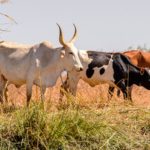 Cooperação Senegal–Brasil mira autossuficiência em laticínios 🤝 1 Acordo foca em embriões, forragens e profissionalização do campo. Senegal