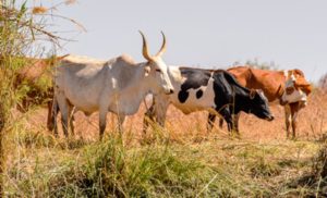 Acordo foca em embriões, forragens e profissionalização do campo. Senegal