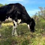 📈 Mudança na gestão das fazendas permitiu ganho consistente na captação de leite e na eficiência produtiva. Cotrisal