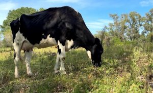 📈 Mudança na gestão das fazendas permitiu ganho consistente na captação de leite e na eficiência produtiva. Cotrisal