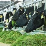 Roteiro oficial prevê 9,7 bilhões de litros e foco em mercados internacionais. Vietna