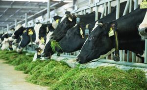 Roteiro oficial prevê 9,7 bilhões de litros e foco em mercados internacionais. Vietna