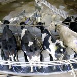 Produção de leite revela concentração entre líderes leite