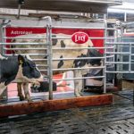 Eficiência leiteira avança com tecnologia, gestão e bem-estar animal 🤖