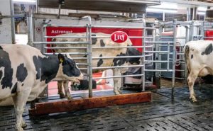 Eficiência leiteira avança com tecnologia, gestão e bem-estar animal 🤖