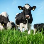 Leite A2 cresce mesmo ainda sendo nicho no país 💡 Com proposta de maior tolerância digestiva, o leite A2 começa a ganhar escala no mercado brasileiro.