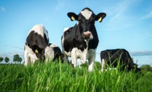 💡 Com proposta de maior tolerância digestiva, o leite A2 começa a ganhar escala no mercado brasileiro.