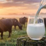 Do campo ao selo: leite de búfala se valoriza no interior paulista 🌱 Iniciativa liderada pelo Sebrae-SP busca reconhecimento oficial para o leite de búfala e pode gerar impacto econômico e turístico na região.