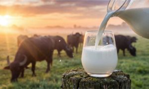 🌱 Iniciativa liderada pelo Sebrae-SP busca reconhecimento oficial para o leite de búfala e pode gerar impacto econômico e turístico na região.