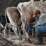 Entre o natural e o seguro: o dilema do raw milk 📈 A demanda por raw milk aumenta nos EUA e coloca reguladores diante de escolhas complexas.