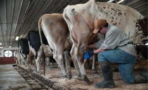 📈 A demanda por raw milk aumenta nos EUA e coloca reguladores diante de escolhas complexas.