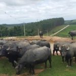 Modelo com búfalo triplica valor do leite ao produtor em SP Búfalo