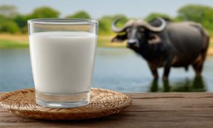 📈 Oferta maior e mercado em expansão impulsionam o leite de búfala na cadeia láctea brasileira.