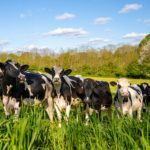 Escala e influência: o 5% que redefine o leite no Brasil Brasil