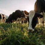 Projeto Cidade Industrial do Leite pressiona agenda em Três de Maio Cidade