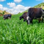 TecLeite ES traz soluções e projeto reduz ICMS para laticínios TecLeite