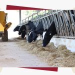 Leite: Dália consolida padrão com Criador Supremo 📊 Premiação reflete padrão técnico recorrente entre associados da Dália e uso consistente de dados.