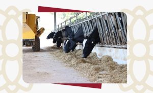 📊 Premiação reflete padrão técnico recorrente entre associados da Dália e uso consistente de dados.