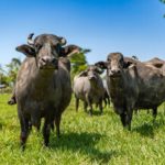 Bubalinocultura: Brasil entra em debate global na China bubalinocultura