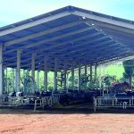 Por que o manejo das suas vacas secas está sabotando o futuro do seu rebanho seca