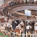 Liner de ordenha: decisão técnica com efeito direto no resultado 🐄 O liner de ordenha concentra eficiência, bem-estar e risco sanitário; ajuste e material definem custos e produtividade.