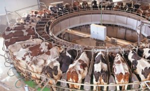 🐄 O liner de ordenha concentra eficiência, bem-estar e risco sanitário; ajuste e material definem custos e produtividade.