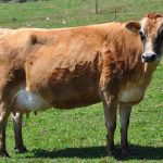 Pronampe Leite movimenta R$ 84 milhões no primeiro mês em SC Pronampe