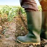 Estiagem no Paraná pressiona produção leiteira e custos Estiagem