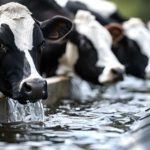 Produção de leite enfrenta pressão crescente da pegada hídrica hídrica