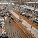 Abates em massa na Rússia tensionam produção e exportações abate