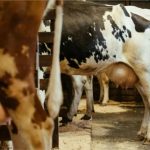 Importações pressionam cadeia de laticínios e reduzem preços no Brasil Importacoes