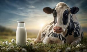 🚜 Investimentos em campo e apoio técnico colocam Resende no topo da produção leiteira do Rio de Janeiro.