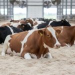 Crise do leite em SC pressiona custos e reduz produção crise