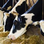 Leite em SC: projeção do Conseleite aponta novo aumento Conseleite