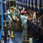 Redução da jornada pressiona custos na cadeia do leite Mudança na carga horária preocupa cadeia do leite por impacto direto na mão de obra e produção 📉