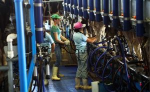 Mudança na carga horária preocupa cadeia do leite por impacto direto na mão de obra e produção 📉