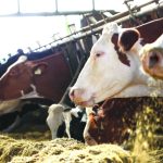 Leite a R$ 1,40 acelera crise e reorganiza produtores no Paraná ⚠️ Nova entidade surge diante de margens negativas e ausência de previsibilidade na cadeia do leite.